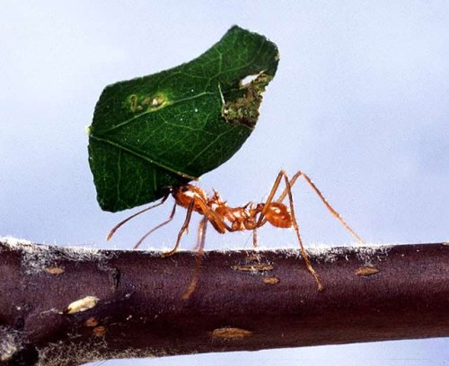 fourmis atta, photo de fourmi